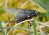 Helina evecta